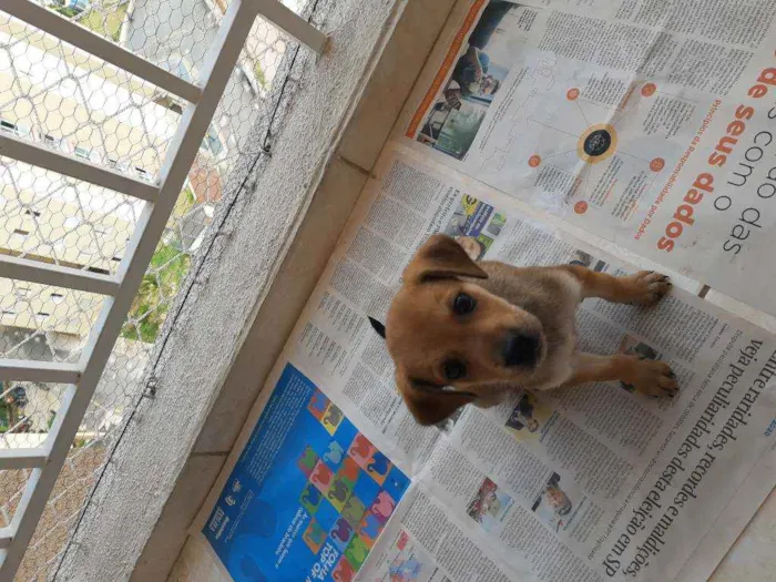 Cachorro ra a Sem definição idade Abaixo de 2 meses nome Sem nome