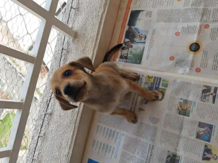 Cachorro ra a Sem definição idade Abaixo de 2 meses nome Sem nome