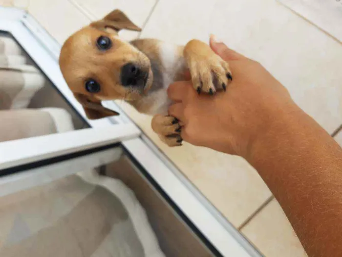 Cachorro ra a Sem definição idade Abaixo de 2 meses nome Sem nome