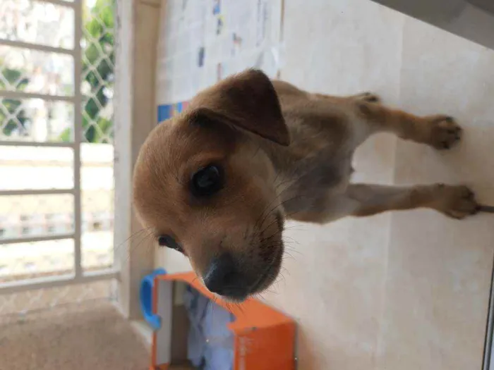 Cachorro ra a Sem definição idade Abaixo de 2 meses nome Sem nome