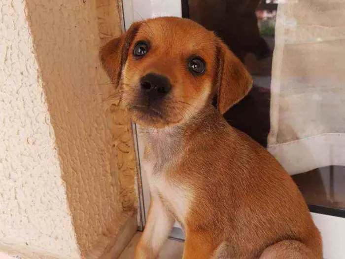 Cachorro ra a Sem definição idade Abaixo de 2 meses nome Sem nome