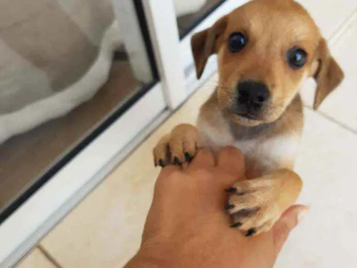 Cachorro ra a Sem definição idade Abaixo de 2 meses nome Sem nome