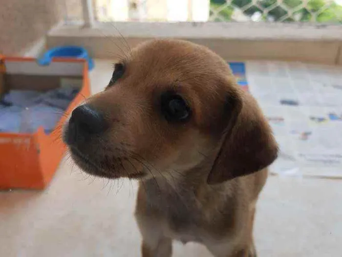 Cachorro ra a Sem definição idade Abaixo de 2 meses nome Sem nome