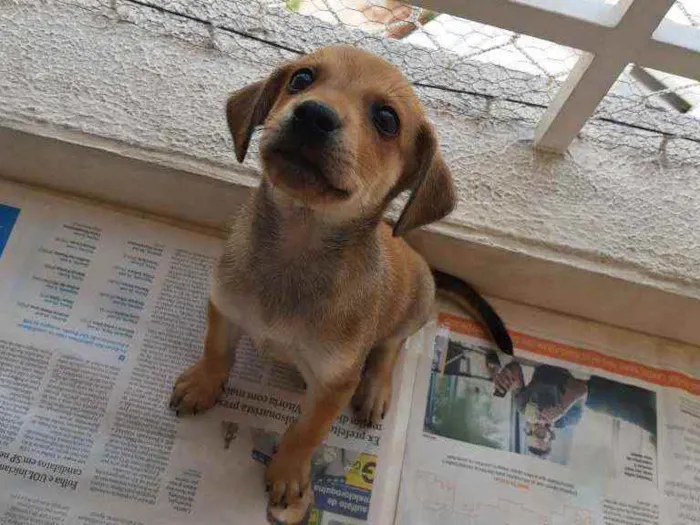 Cachorro ra a Sem definição idade Abaixo de 2 meses nome Sem nome