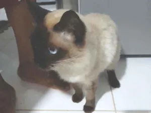 Gato raça Siamês  idade 7 a 11 meses nome Chery