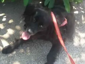 Cachorro raça Misturado idade 3 anos nome Brigadeiro