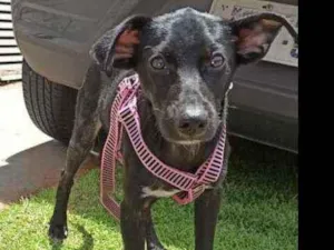 Cachorro raça SRD idade 2 a 6 meses nome Filhotinha fêmea