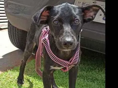 Cachorro ra a SRD idade 2 a 6 meses nome Filhotinha fêmea