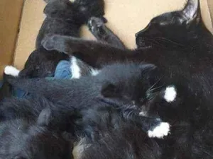 Gato raça V idade Abaixo de 2 meses nome Ainda sem nome