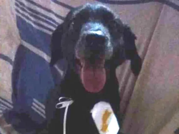 Cachorro raça Misturado idade 3 anos nome Brigadeiro