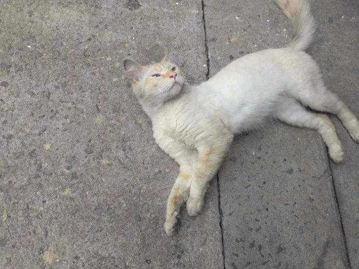 Gato ra a Srd idade 2 anos nome Sem nome