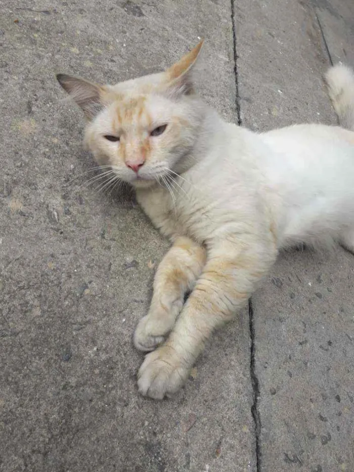 Gato ra a Srd idade 2 anos nome Sem nome