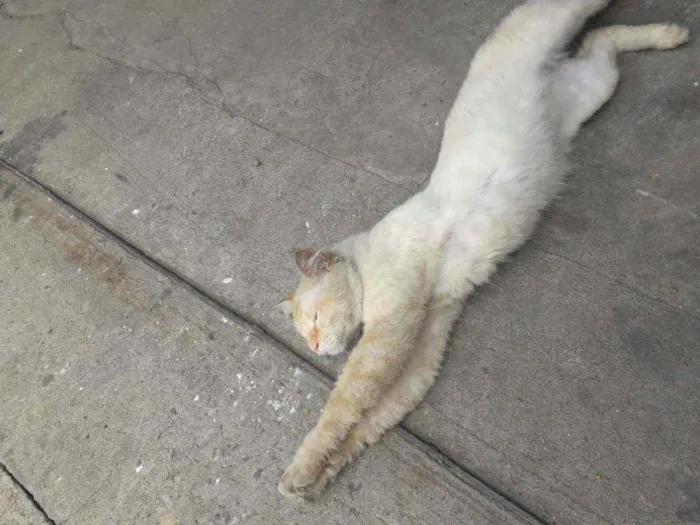 Gato ra a Srd idade 2 anos nome Sem nome