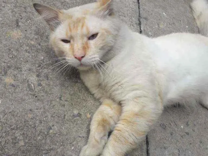Gato ra a Srd idade 2 anos nome Sem nome