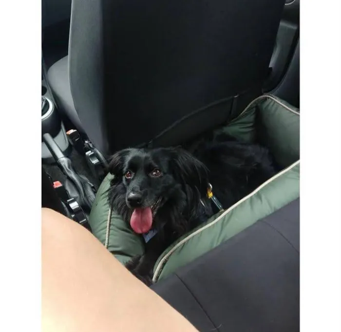 Cachorro raça Misturado idade 3 anos nome Brigadeiro