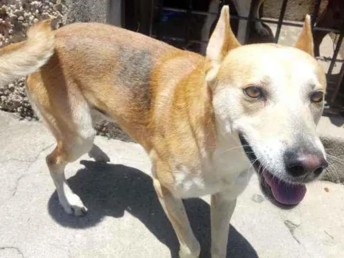 Cachorro raça Srd idade 1 ano nome Trovão 