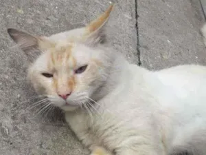 Gato raça Srd idade 2 anos nome Sem nome