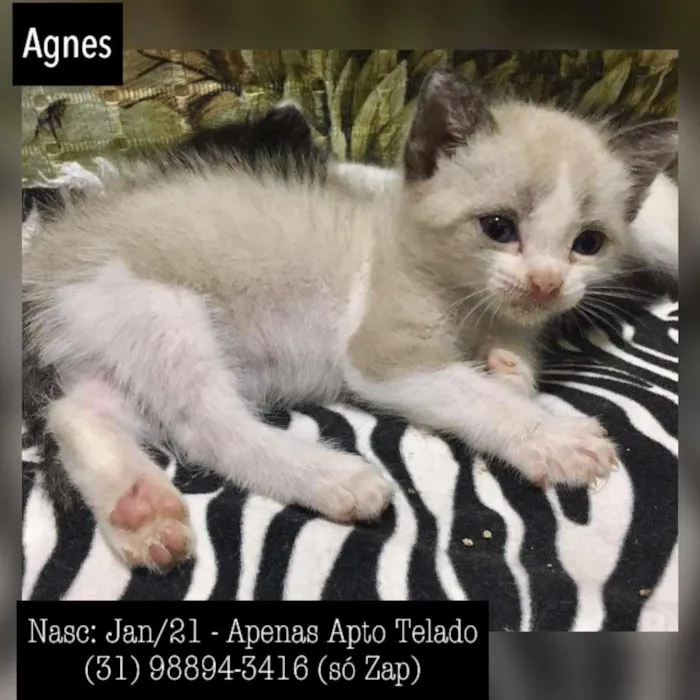 Gato raça SDR idade Abaixo de 2 meses nome AGNES