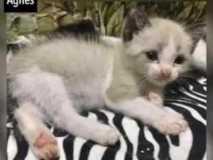 Gato raça SDR idade Abaixo de 2 meses nome AGNES