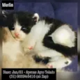 MERLIN