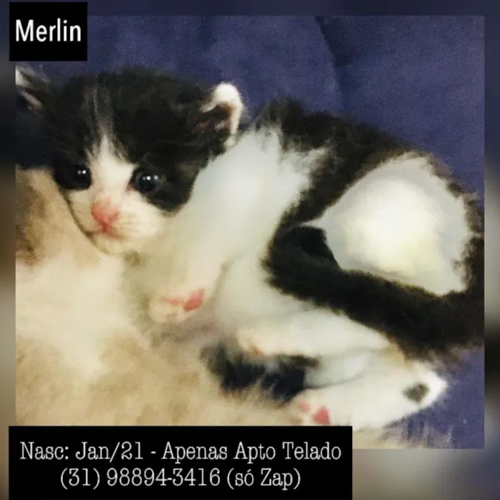 Gato raça SDR idade Abaixo de 2 meses nome MERLIN