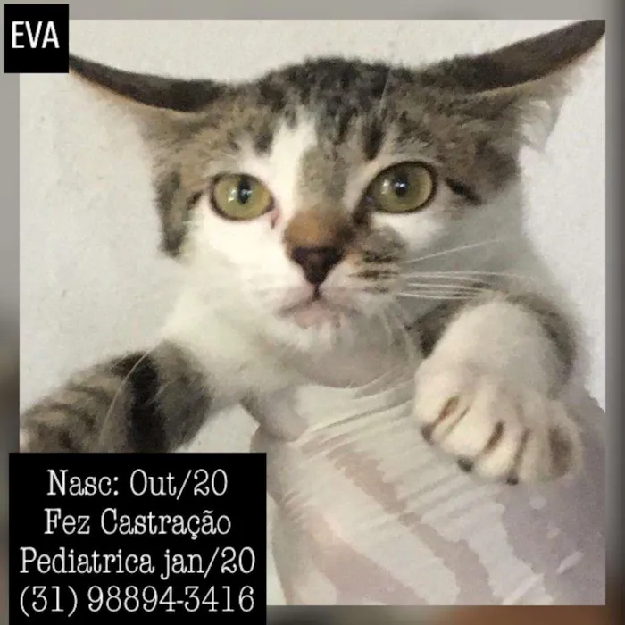 Gato raça SDR idade 2 a 6 meses nome EVA