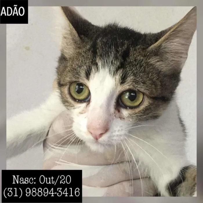 Gato raça SDR idade 2 a 6 meses nome ADÃO