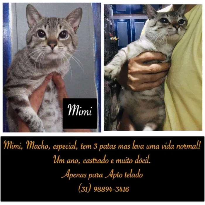 Gato raça SDR idade 1 ano nome MIMI