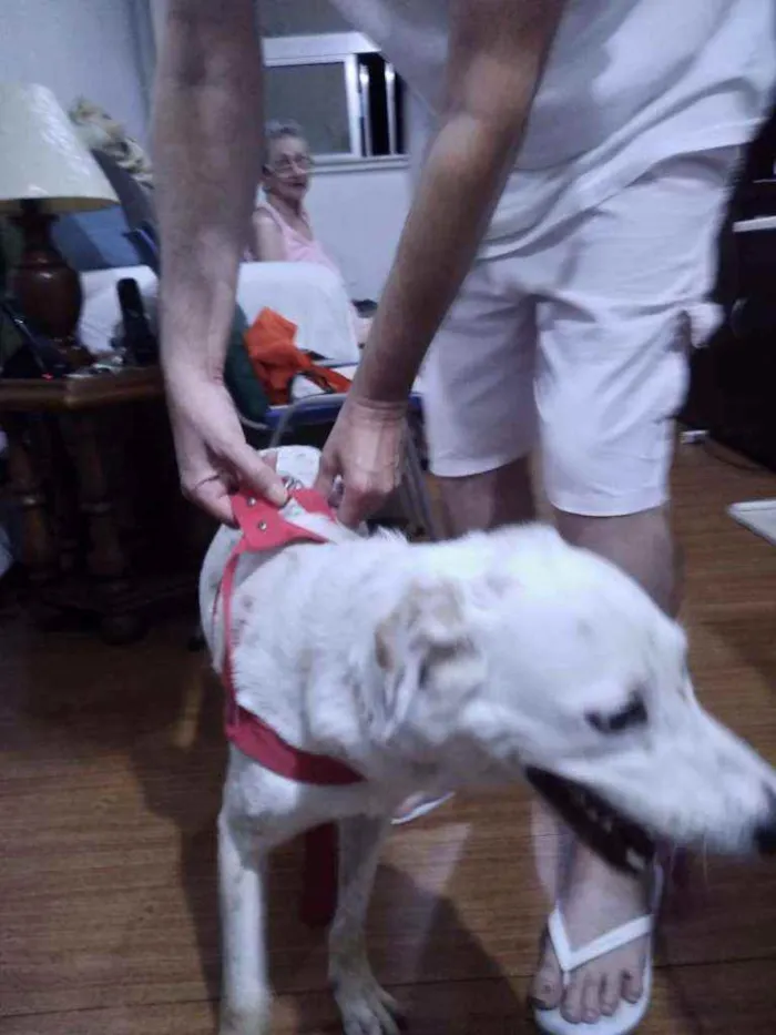 Cachorro ra a SRD idade 1 ano nome -