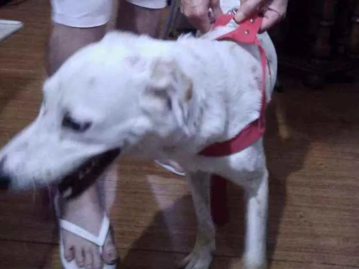 Cachorro ra a SRD idade 1 ano nome -