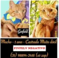 GARFILD