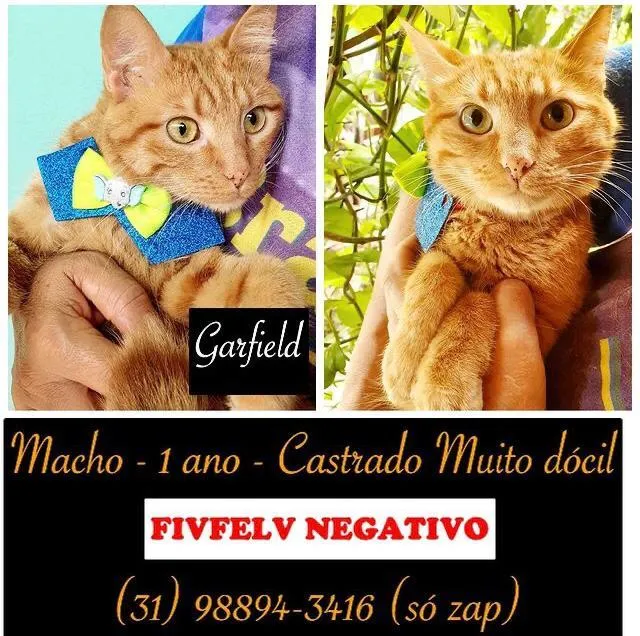 Gato raça SDR idade 1 ano nome GARFILD