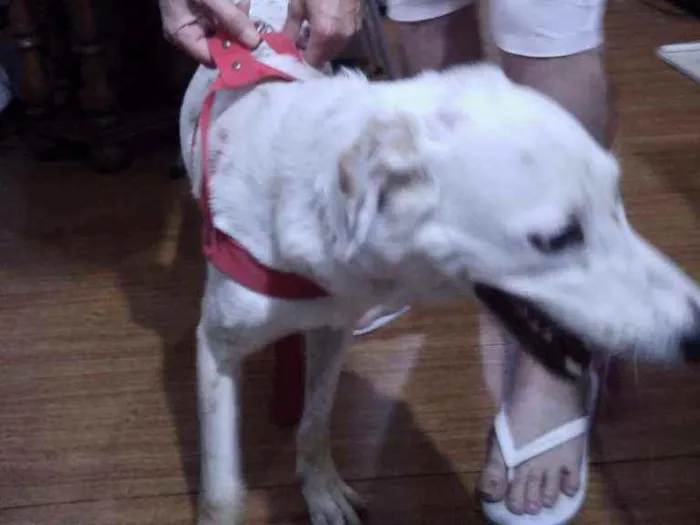 Cachorro ra a SRD idade 1 ano nome -