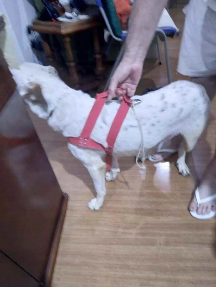 Cachorro ra a SRD idade 1 ano nome -