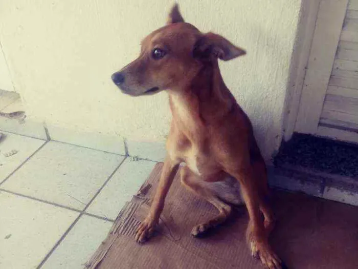 Cachorro ra a Mestiço idade 2 a 6 meses nome Kiara