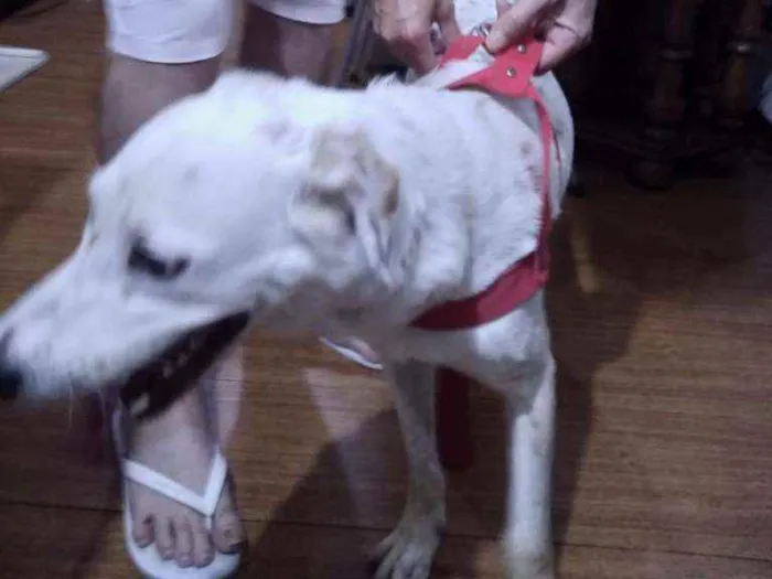 Cachorro ra a SRD idade 1 ano nome -