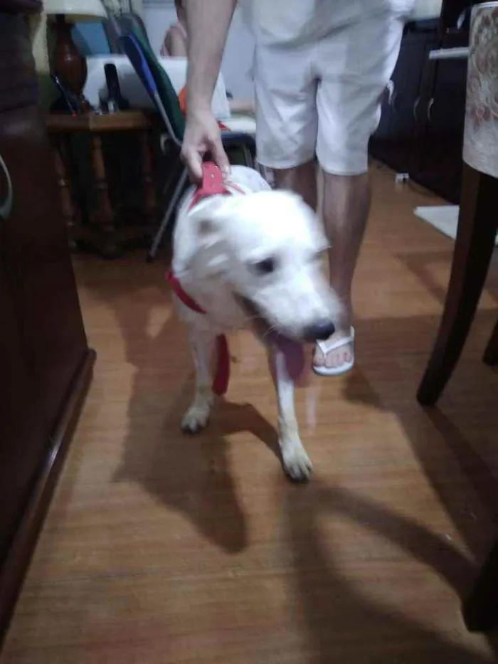 Cachorro ra a SRD idade 1 ano nome -