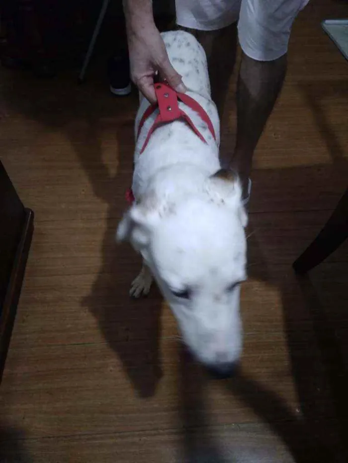 Cachorro ra a SRD idade 1 ano nome -