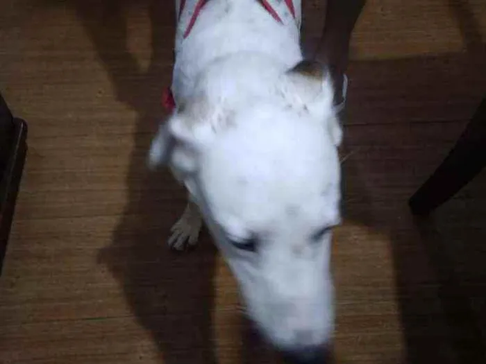 Cachorro ra a SRD idade 1 ano nome -