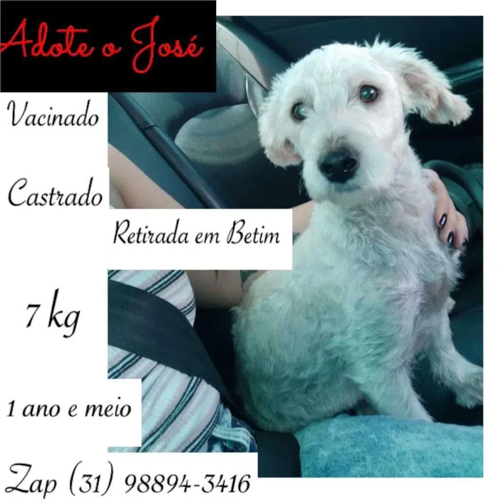 Cachorro raça POODLE idade 2 anos nome JOSÉ