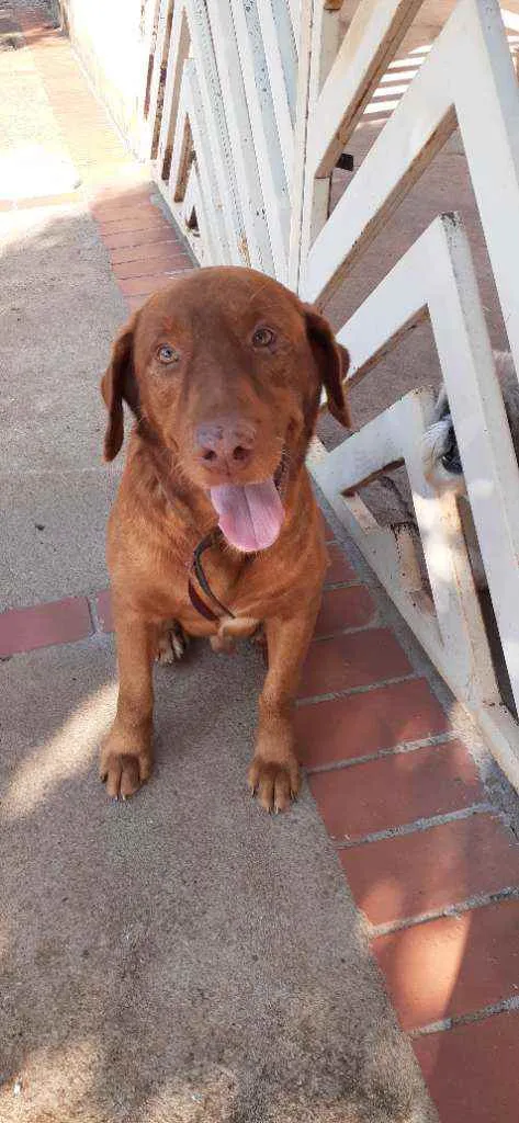 Cachorro ra a Labrador idade  nome Thor