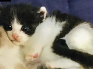 Gato raça SDR idade Abaixo de 2 meses nome MERLIN