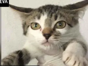 Gato raça SDR idade 2 a 6 meses nome EVA