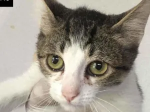 Gato raça SDR idade 2 a 6 meses nome ADÃO
