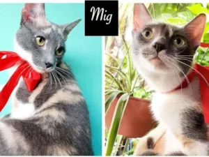 Gato raça SDR idade 1 ano nome MIG