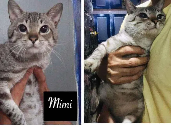 Gato raça SDR idade 1 ano nome MIMI