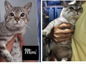 Gato raça SDR idade 1 ano nome MIMI