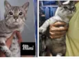 MIMI