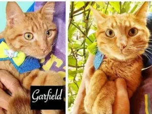 Gato raça SDR idade 1 ano nome GARFILD