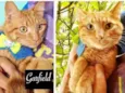 GARFILD